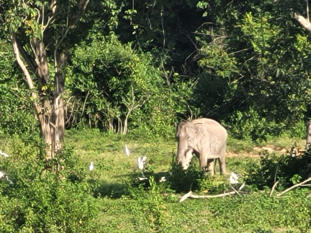 Elephants in the national park