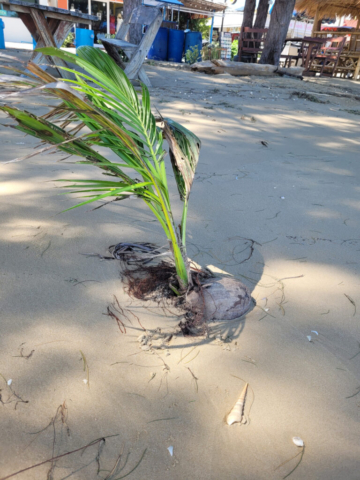 Coconut palm growing on the beach