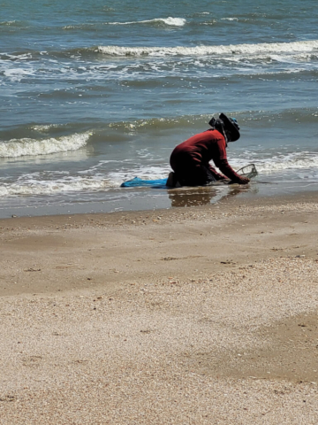 Shell Collector on the beach