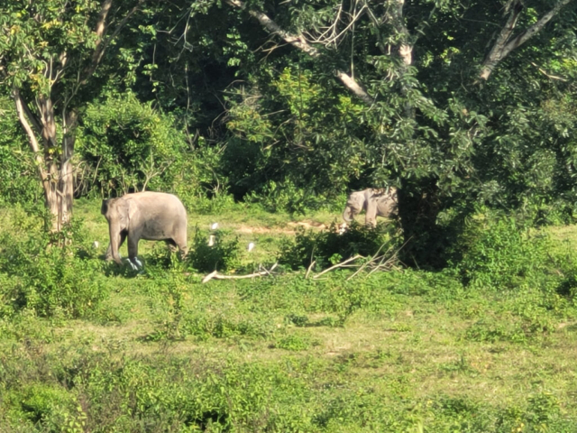 Elephants in the national park