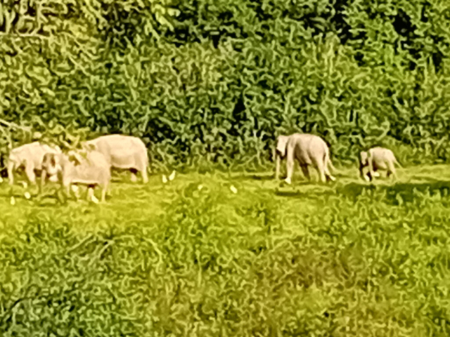 Elephants in the national park