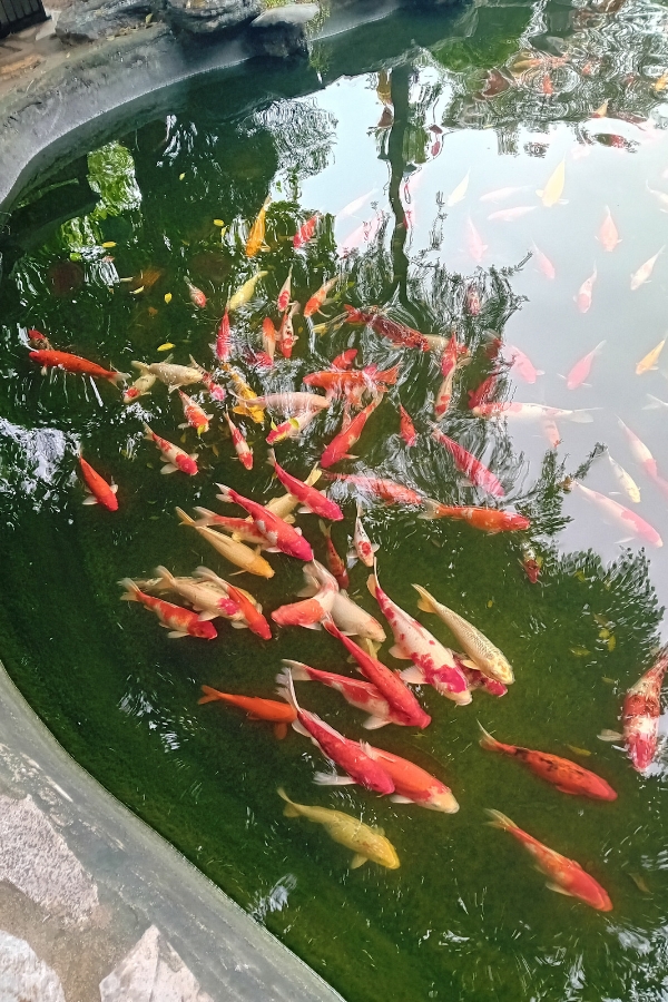 Koi carp