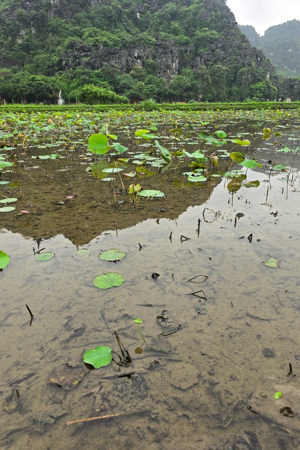 Remains of harvested lotus flowers