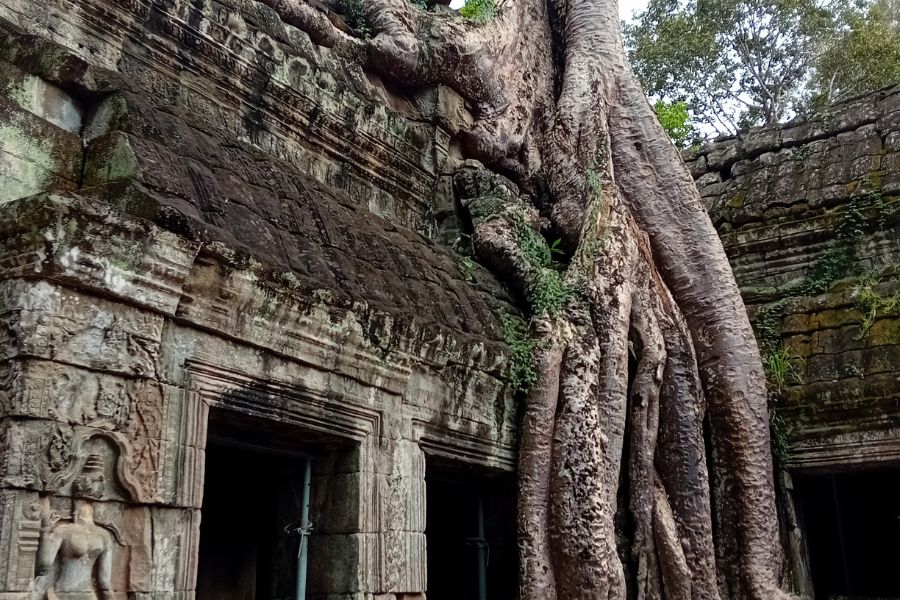 tree covered temple in Angkor WAt