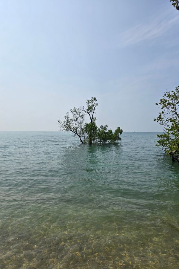 Mangrove tree on the east side of Railay