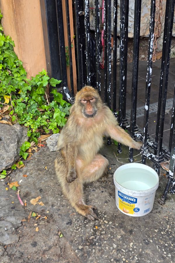 The Barbary Macaques