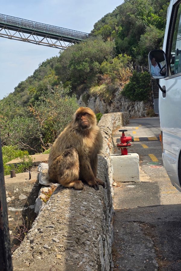 The Barbary Macaques
