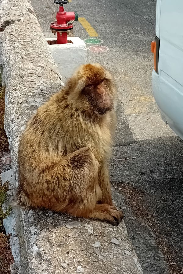 The Barbary Macaques