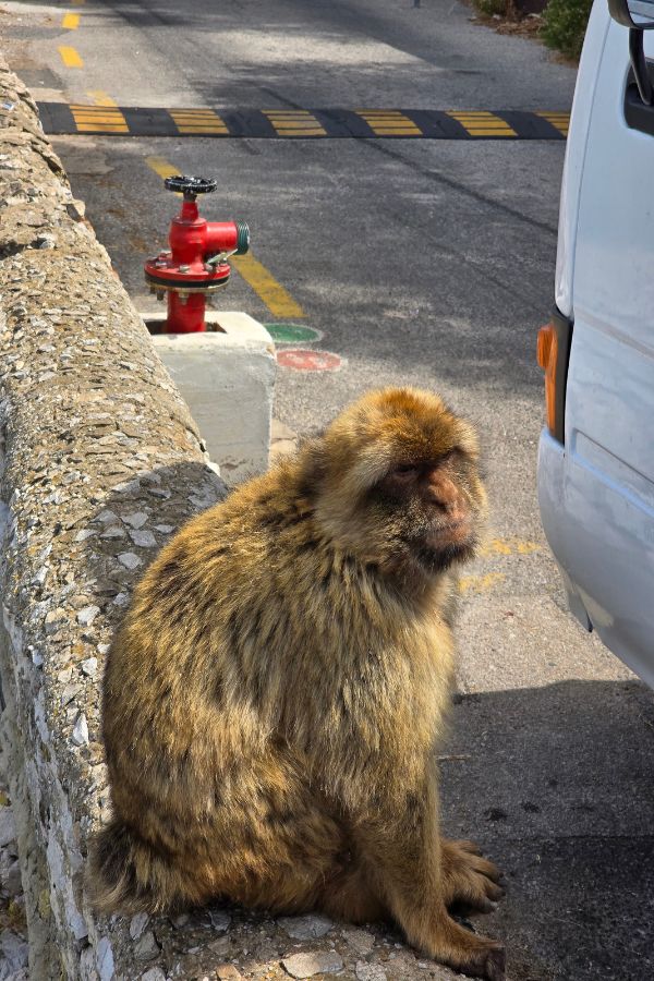 The Barbary Macaques