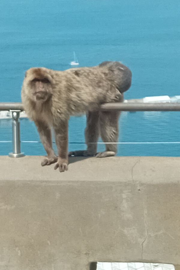 The Barbary Macaques