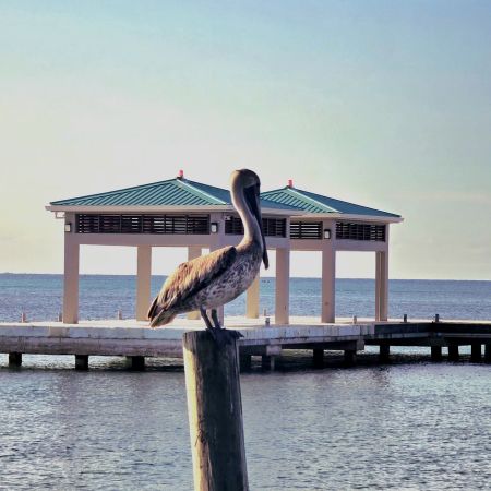 One of  my favourite birds, a Pelican, sitting on a post