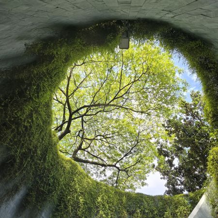 The Tree Tunnel view at fort Canning