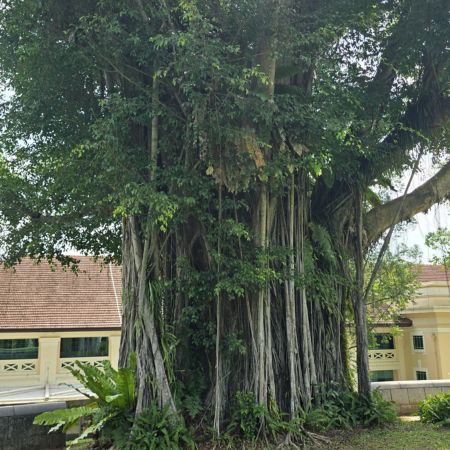 One of the old bamboo trees