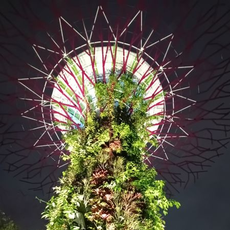 One of the Supertrees