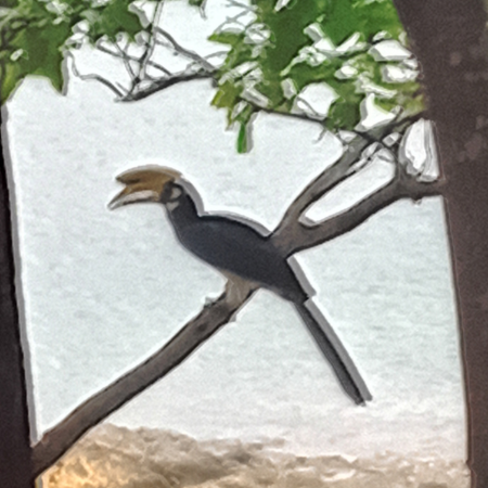 A Hornbill outside our room