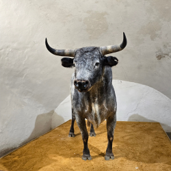 A Bull Statue