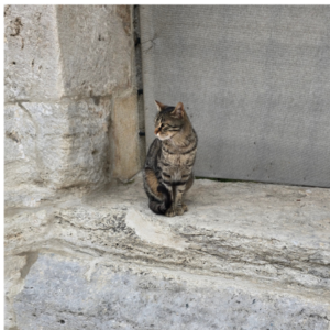 One of the city's many cats, they're well looked after by the locals