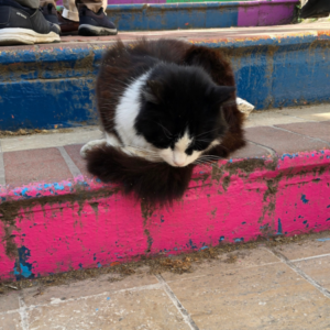 A Balat cat